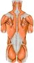 Muscles, ligaments or Disc